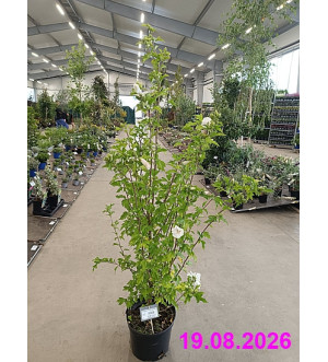 Hibiscus syr. 'Flower Tower White' C 10 L